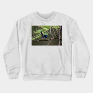 Superb Fairy Wren Crewneck Sweatshirt